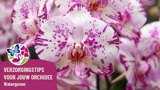 Verzorgingstips voor jouw orchidee  Watergeven [upl. by Bianka]