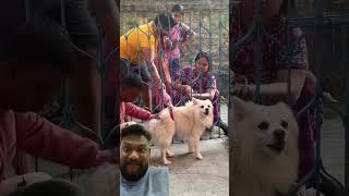 dog dogvaccination doglover dogvaccine funny pets spitz comedy pet indianspitz injection [upl. by Okim]