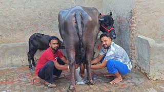 Two Buffaloes for Sale 2 ਮੱਝਾਂ ਵਿਕਾਊ [upl. by Niggem]