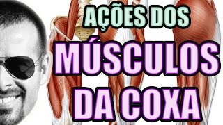 Vídeo Aula 122  Anatomia Humana  Sistema Muscular  Músculos da Coxa Quadríceps e Isquiotibiais [upl. by Reedy]