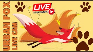 Urban FOX 3 Sightings Live Garden Cam is here [upl. by Ilatan699]