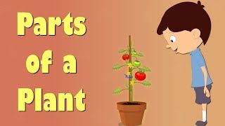 Parts of a Plant  aumsum kids science education children [upl. by Naryk]