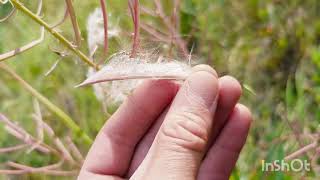 How to collect fireweed seeds [upl. by Ahsenhoj]