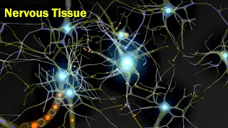 Nervous Tissue  Structural Organization in Animals  Anatomy  Inter 2nd year Class 11 Biology [upl. by Ahtiuqal]