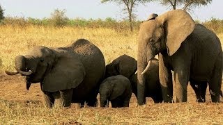 Tanzania Tarangire National Park  Wonderful Elefant Sanctuary [upl. by Henig]