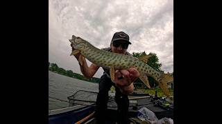 Baitsanity Antidote Chimera Shad Dink Musky crushes glidebait fishing catchandrelaese musky [upl. by Zimmer941]