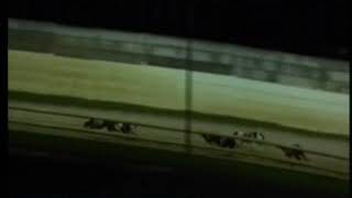 IGB  Greyhound amp Petworld A4 SemiFinal 15122018 Race 9  Limerick [upl. by Chapnick]