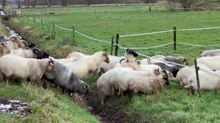 Slootje springende Drentse heideschapen [upl. by Papageno]