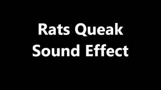 Rat Squeak Sound Effect [upl. by Nialb432]