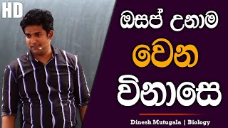 ඔසප් උනාම වෙන විනාසෙ😥 කෙල්ලෙක් විඳින දුක  Dinesh Muthugala  dineshmuthugala  biology [upl. by Yasdnil]