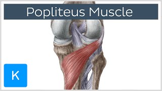 Posterior thigh and Popliteal Fossa Anatomy Anatomy revision with questions and answers [upl. by Studdard]