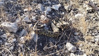 encontré una víbora de cascabel tomando el sol culebra serpiente snake [upl. by Plantagenet]