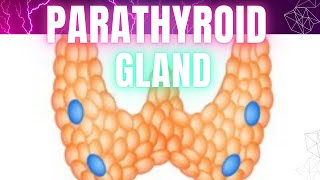 Parathyroid Gland [upl. by Eedyak]