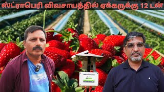 ஸ்ட்ராபெரி விவசாயத்தில் ஏக்கருக்கு 12 டன்  Grotron  Farmagain  Strawberry Farming [upl. by Ettenaj]