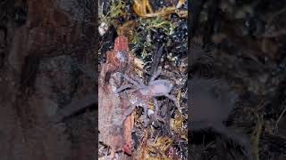 Lasiocyano sazimai tarantula spiderling eating a discoid roach [upl. by Lanahtan199]