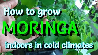 How to Grow Moringa From Cuttings [upl. by Nilek]