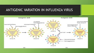 Genetic reassortment in influenza virus amp its pathogenesisAntigenic shift amp drift way of knowledge [upl. by Nna744]