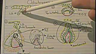 ODONTOGENESIS Logia de la Facultad de Odontología [upl. by Iam]