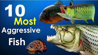 Top 10 Most Aggressive Aquarium Fish [upl. by Derriey]