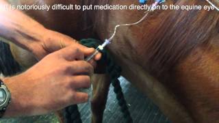 Medicating a horses eye made easy via a catheter placed under the lower eyelid [upl. by Nyssa]