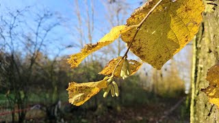 Herfstkleuren en paddenstoelen [upl. by Gujral410]