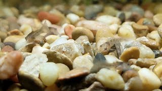 So cute 1 week old baby emerald cories snuffling around for food [upl. by Chaffin]