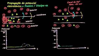 O impulso nervoso potencial eletrotónico e o potencial de ação  10º ano [upl. by Morgan]