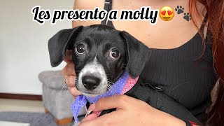 Les presento a molly🐾😍  Marlon Garzón [upl. by Yaj]