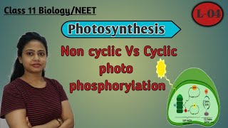 Light reaction of Photosynthesis  Cyclic and noncyclic photophosphorylation [upl. by Jaddo67]