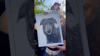 Big deerhound portrait dog deerhound scottishdeerhound [upl. by Nitsugua]