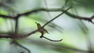 Olivebacked Sunbird Hovering [upl. by Wrightson]