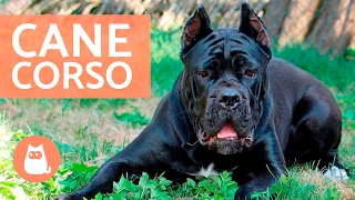 Cane corso  Características y adiestramiento del CANE CORSO [upl. by Aciras733]