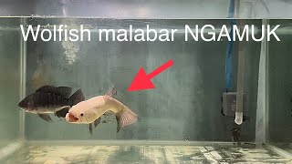 REAKSI IKAN WOLFISH MALABAR SAAT DIGABUNG DENGAN NILA GALAK [upl. by Nutsud]