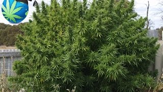 How Much Cannabis Marijuana Can One Plant Yield [upl. by Codd]