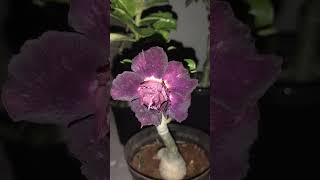 violet adenium violet purple adenium shorts [upl. by Learsiy]