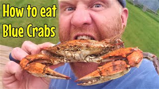 How to PROPERLY Pick amp Eat Maryland Blue Crabs [upl. by Onileva634]