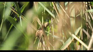 reed warbler Teichrohrsänger 4 birds [upl. by Schweitzer]