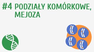 Podziały komórkowe mejoza 4  Genetyka [upl. by Kcam497]