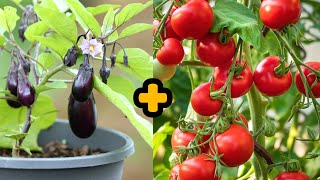 new method grafting eggplant and tomato plants 1000subscriber 100k trending viralvideo [upl. by Ahsinot464]