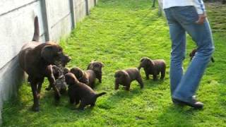 chiots labrador chocolat  lab puppies [upl. by Broek]