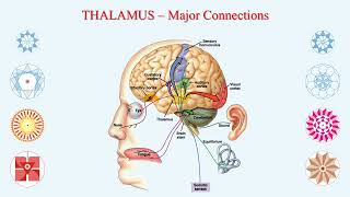 THALAMUS  The Sensory Relay Center  The Super Secretary [upl. by Zeiger501]