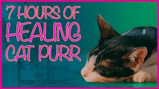 🐱7 HOURS HEALING CAT PURR 😴 CAT PURR TO CURE INSOMNIA ANXIETY RELAXATION ASMR WHITE NOISE [upl. by Rollin]