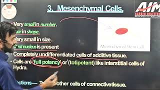 Mesenchymal cell  Animal Tissue  11th Biology Lec22 [upl. by Warrick]