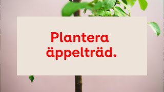 Plantera äppelträd stegförsteg [upl. by Firehs]