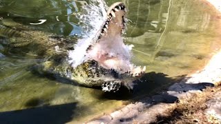 Crocodile Feeding Frenzy [upl. by Enrol]