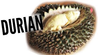 DURIAN Taste Test  FRUITY FRUITS [upl. by Eyssej]