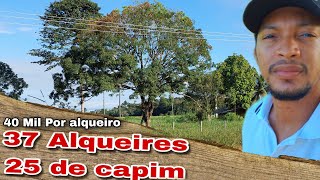 🌳🌴37 Alqueires cm 25 de capim🐄 [upl. by Lamond]