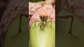 Acorn Weevil Natures Drill Insect shorts [upl. by Frymire]