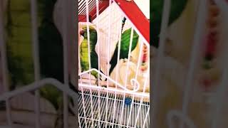 mitthi zimmi on the cage subscribe plz [upl. by Ahsimin]