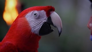 LA GUACAMAYA ROJA  THE SCARLET MACAW  Xcaret México Cancún Eco Park [upl. by Ramar]